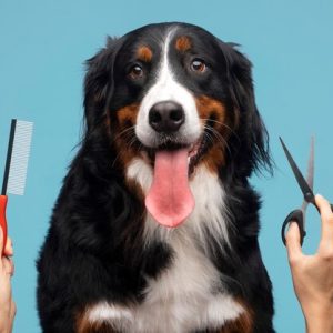 Grooming Your Pet Pal