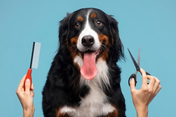 Grooming Your Pet Pal
