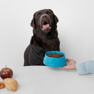 Pet Feeding Fun