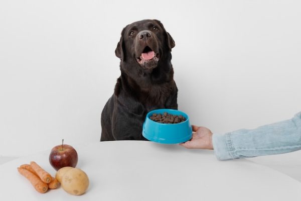 Pet Feeding Fun
