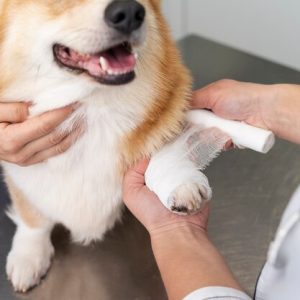 Pet Safety and First Aid