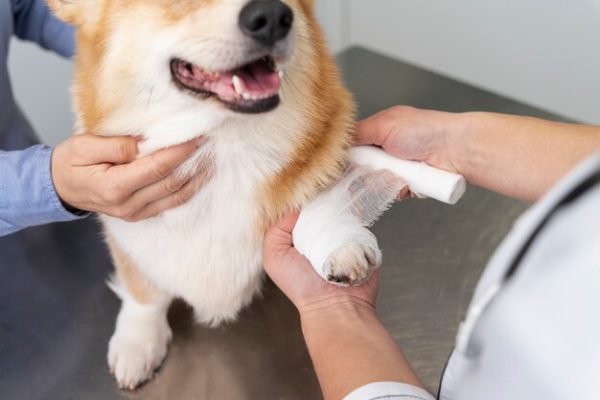 Pet Safety and First Aid